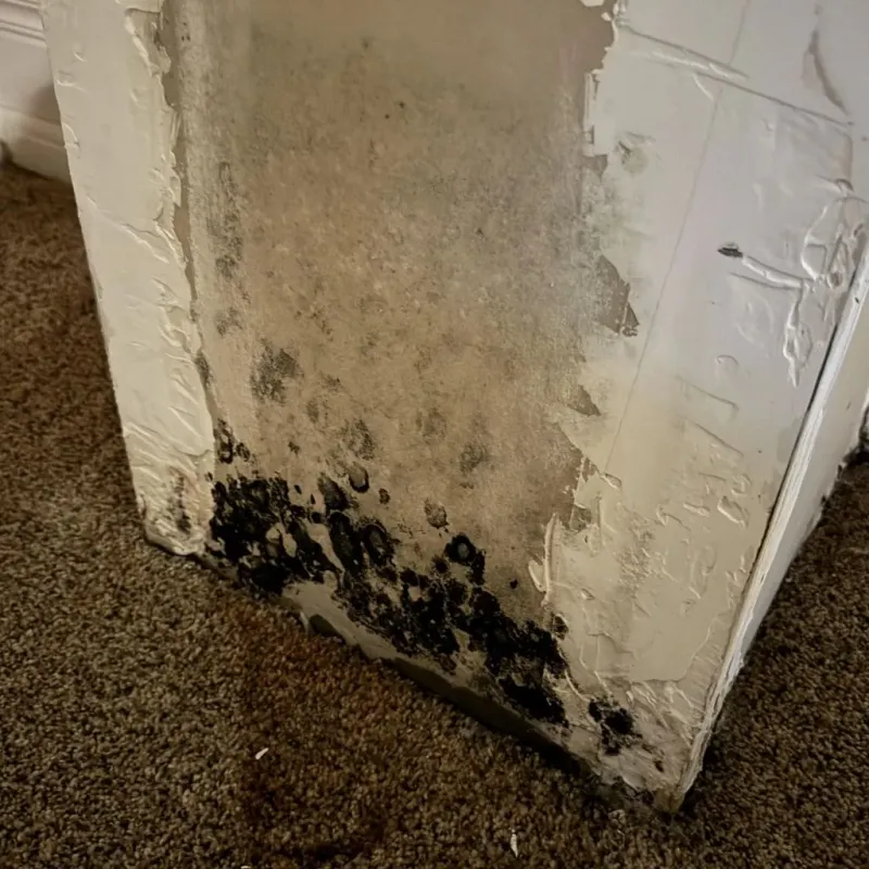 Professional Mold Removal in Crystal Lake, IL